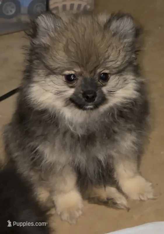 Lil Brik  – Pomeranian puppy for sale in Woodville, TX
