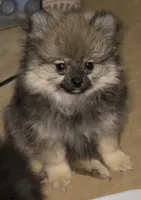 Lil Brik (Reduced), a male Pomeranian for sale in Woodville, TX – 4 of 10