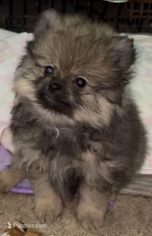 Lil Brik  – Pomeranian puppy for sale in Woodville, TX
