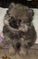 Lil Brik , a male Pomeranian for sale in Woodville, TX – 2 of 7