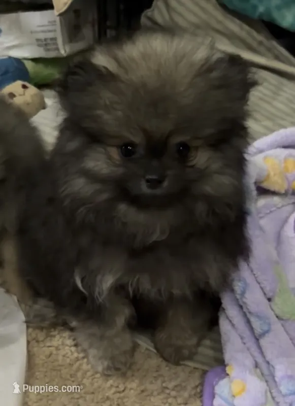 Axel  – Pomeranian puppy for sale in Woodville, TX