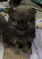 Axel , a male Pomeranian for sale in Woodville, TX – 1 of 7