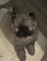Ross (Pending), a male Pomeranian for sale in Woodville, TX – 7 of 9