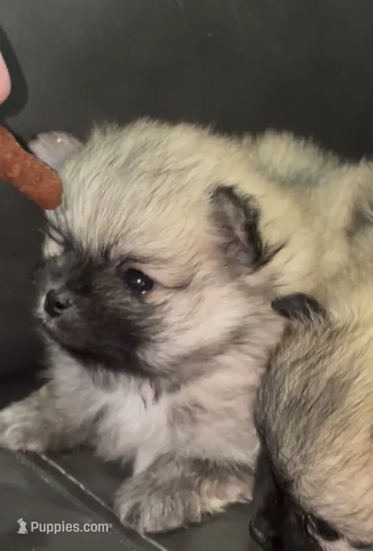 Chandler  – Pomeranian puppy for sale in Woodville, TX