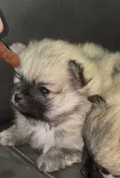 Chandler , a male Pomeranian for sale in Woodville, TX – 1 of 5