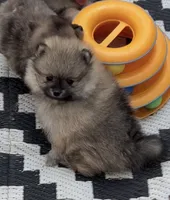 Chandler , a male Pomeranian for sale in Woodville, TX – 4 of 5