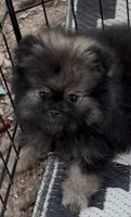 Sue , a female Pomeranian for sale in Woodville, TX – 6 of 6