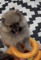 Chandler , a male Pomeranian for sale in Woodville, TX – 3 of 5