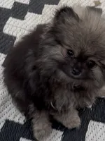 Axel , a male Pomeranian for sale in Woodville, TX – 2 of 7