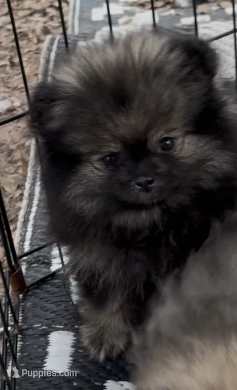 Sue  – Pomeranian puppy for sale in Woodville, TX