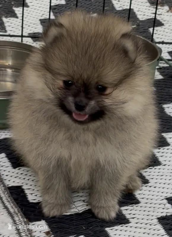 Chandler  – Pomeranian puppy for sale in Woodville, TX