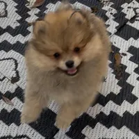 Bumper (Pending), a male Pomeranian for sale in Woodville, TX – Photo 6 of 10