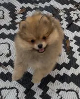 Bumper, a male Pomeranian for sale in Woodville, TX – Photo 8 of 10