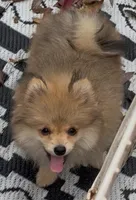 Bumper (Pending), a male Pomeranian for sale in Woodville, TX – Photo 3 of 10