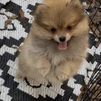 Bumper (Pending), a male Pomeranian for sale in Woodville, TX – Photo 5 of 10