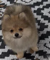 Bumper (Pending), a male Pomeranian for sale in Woodville, TX – Photo 4 of 10