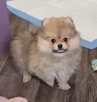 Bumper, a male Pomeranian for sale in Woodville, TX – Photo 7 of 10