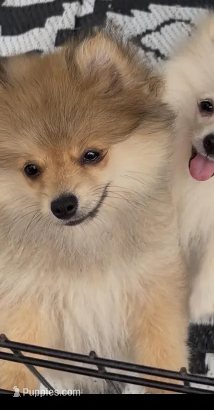 Bumper – Pomeranian puppy for sale in Woodville, TX