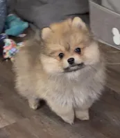 Bumper, a male Pomeranian for sale in Woodville, TX – Photo 4 of 10