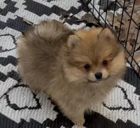 Bumper, a male Pomeranian for sale in Woodville, TX – Photo 3 of 10