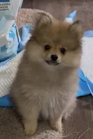 Bumper (Pending), a male Pomeranian for sale in Woodville, TX – Photo 2 of 10