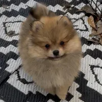 Bumper (Pending), a male Pomeranian for sale in Woodville, TX – Photo 8 of 10