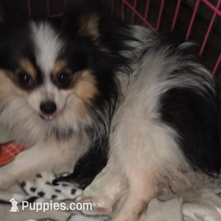 Bumper, a male Pomeranian for sale in Woodville, TX – Photo 10 of 10