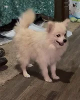 Lil Becca, a female Pomeranian for sale in Woodville, TX – 6 of 8