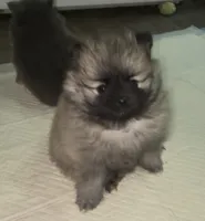 Ross (Pending), a male Pomeranian for sale in Woodville, TX – 6 of 9