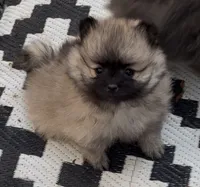 Ross (Pending), a male Pomeranian for sale in Woodville, TX – 3 of 9