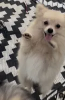 Lil Becca, a female Pomeranian for sale in Woodville, TX – 2 of 8