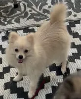Lil Becca, a female Pomeranian for sale in Woodville, TX – 3 of 8
