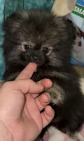 Sue , a female Pomeranian for sale in Woodville, TX – 6 of 10