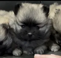Ross , a male Pomeranian for sale in Woodville, TX – 3 of 4