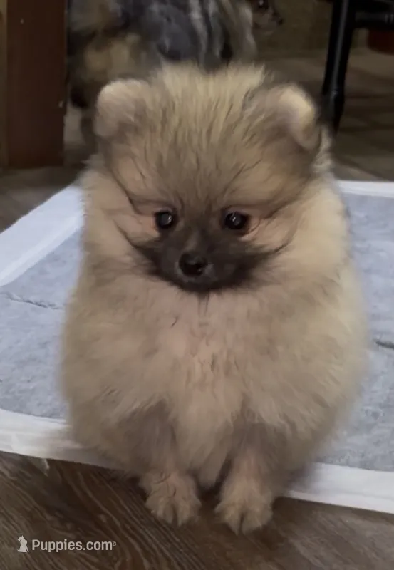 Lil Joey  – Pomeranian puppy for sale in Woodville, TX