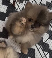 Tiny Harvey , a male Pomeranian for sale in Woodville, TX – 6 of 8