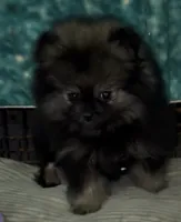 Sue , a female Pomeranian for sale in Woodville, TX – 4 of 6
