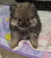 Lil Brik , a male Pomeranian for sale in Woodville, TX – 6 of 7