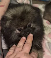 Sue , a female Pomeranian for sale in Woodville, TX – 4 of 10