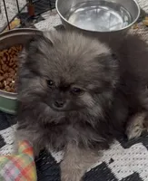 Axel , a male Pomeranian for sale in Woodville, TX – 3 of 7