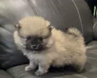 Chandler , a male Pomeranian for sale in Woodville, TX – 4 of 5