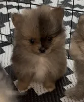 Tiny Harvey , a male Pomeranian for sale in Woodville, TX – 2 of 8