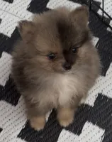 Tiny Harvey , a male Pomeranian for sale in Woodville, TX – 4 of 8