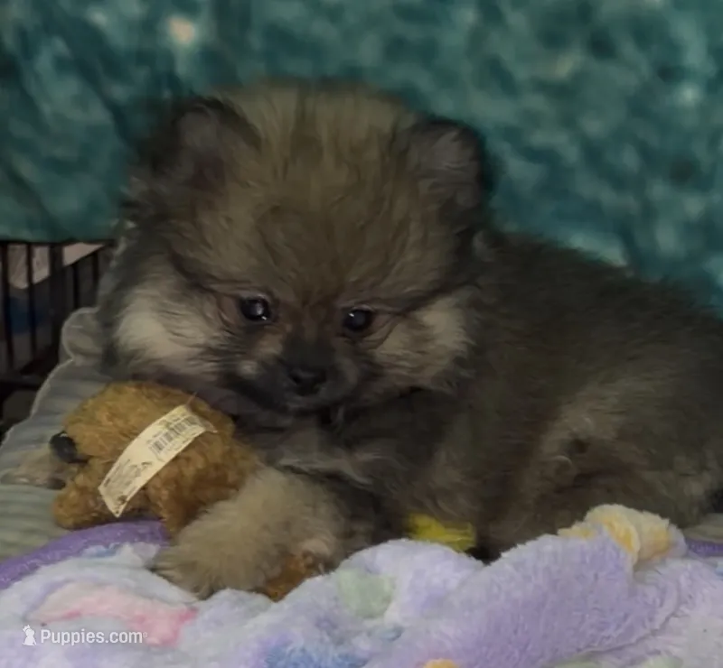 Lil Brik  – Pomeranian puppy for sale in Woodville, TX