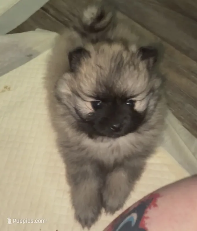Ross  – Pomeranian puppy for sale in Woodville, TX