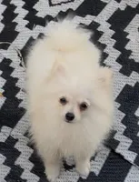 Akc Becca, a female Pomeranian for sale in Woodville, TX – 5 of 9