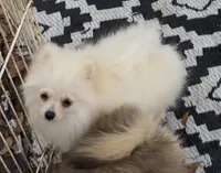 Akc Becca, a female Pomeranian for sale in Woodville, TX – 3 of 9