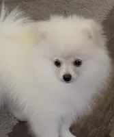 Akc Becca, a female Pomeranian for sale in Woodville, TX – Photo 5 of 7