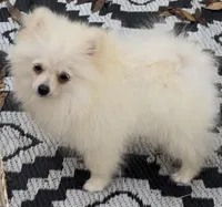 Akc Becca, a female Pomeranian for sale in Woodville, TX – 8 of 9