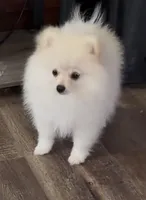 Akc Becca, a female Pomeranian for sale in Woodville, TX – Photo 2 of 7